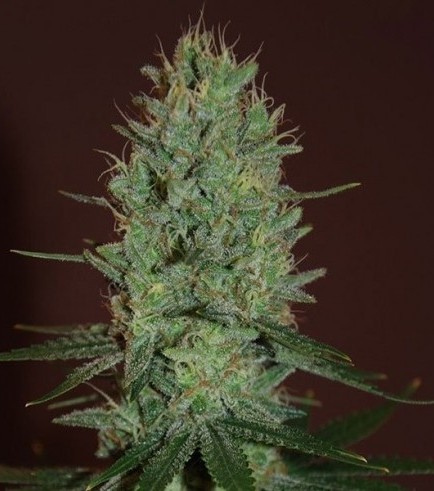 amnesia